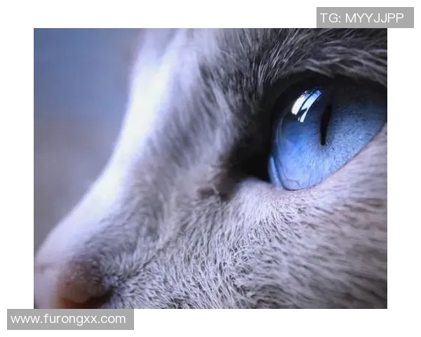 足球场上的颜值巅峰:九宫格拼图展示足球巨星的迷人魅力